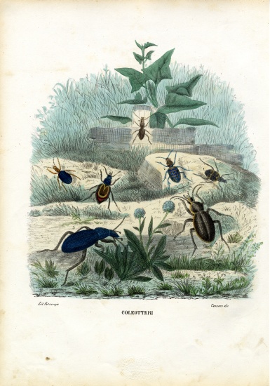 Tiger & Ground Beetles von Raimundo Petraroja