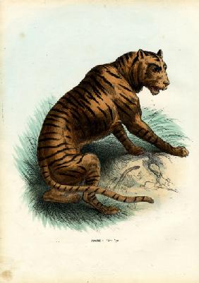 Tiger 1863-79