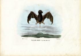 Velvety Free-Tailed Bat 1863-79