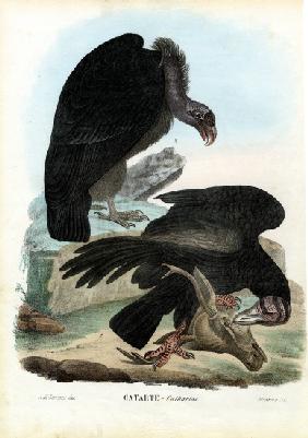 Vultures 1863-79
