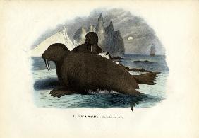 Walrus 1863-79