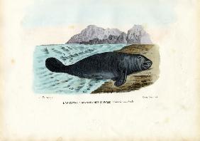 West Indian Manatee 1863-79