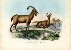 Wild Goat 1863-79