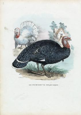 Wild Turkey 1863-79
