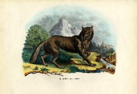Wolf 1863-79