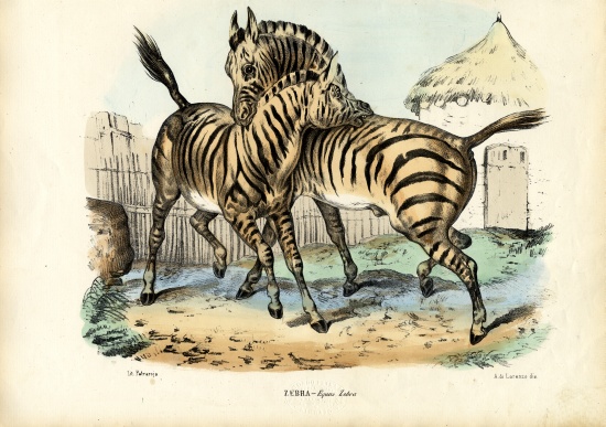 Zebra von Raimundo Petraroja