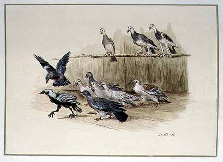 The Jackdaw and the Doves von Randolph Caldecott