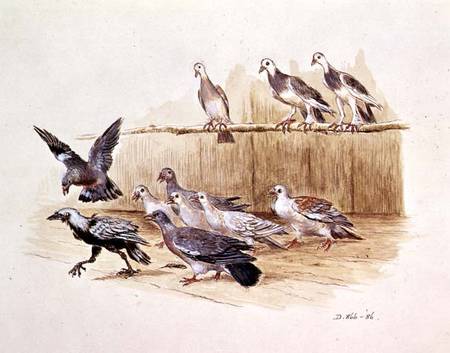 The Jackdaw and the Doves (sketch) von Randolph Caldecott