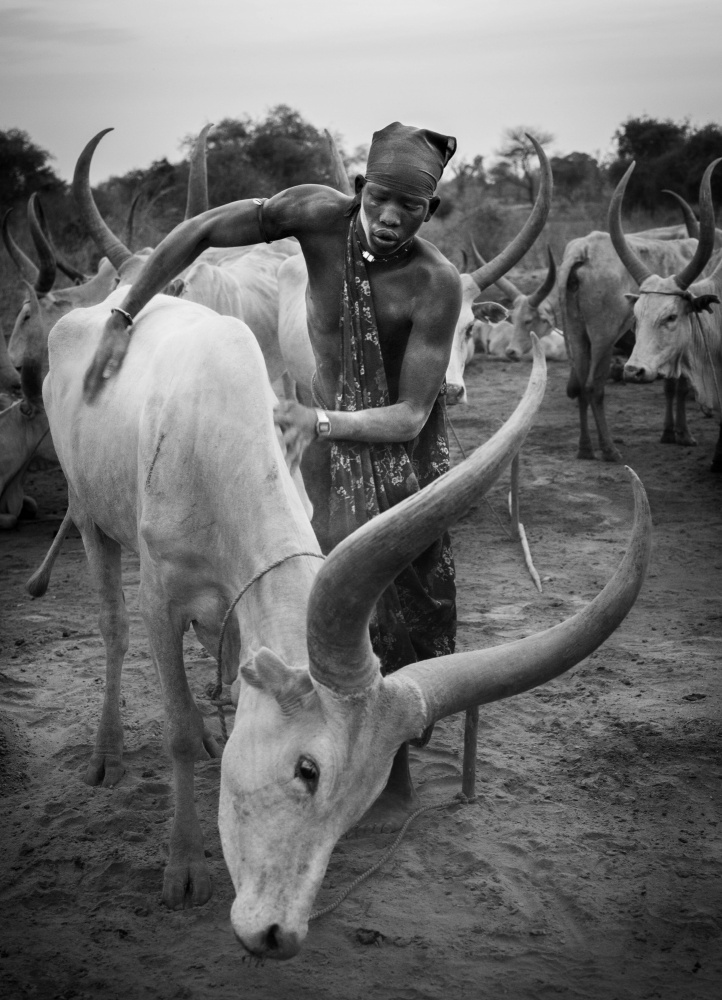 Mundari und Kuh,Südsudan von Raul Cacho Oses