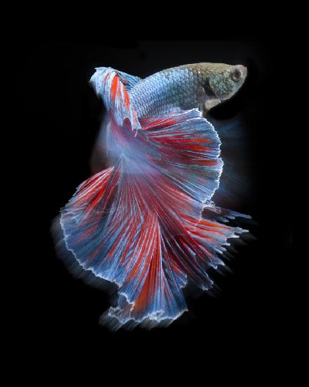 Blauer und roter Kampffisch
