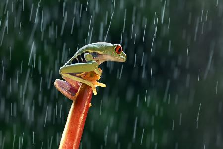Rotaugen-Laubfrosch im Regen