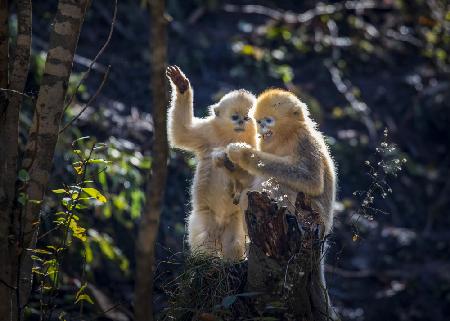 Zwei neugierige kleine goldene Affen