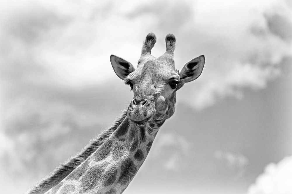 Die Giraffe - Wildlife V von Regine Richter