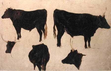 Studies of Long Horned Cattle von Richard Ansdell
