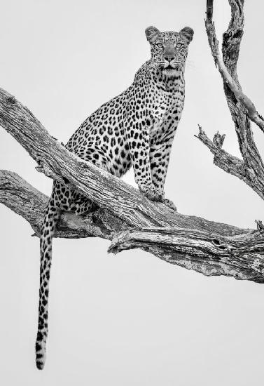 Leopardenporträt - Monovar