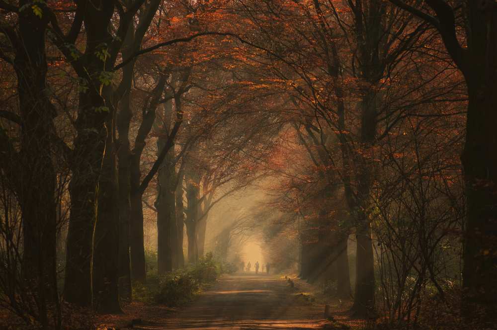 Autumn walk von Robert