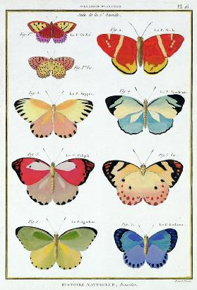 Butterflies from 'Histoire Naturelle des Insectes' by M. Olivier (coloured engraving) 1853