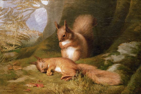 Eichhörnchen im Wald von Robert Collinson