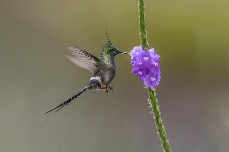 Wire_Crested Thorntail Kolibri