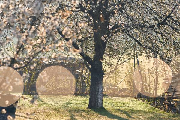 Blühenden Obstbäume im Garten mit Gegenlicht von Robert Kalb