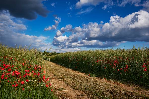 Güterweg durch ein Getreidefeld mit Mohnblumen von Robert Kalb
