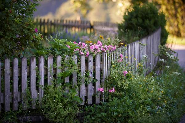 Romantischer Bauerngarten mit Rosenstrauch von Robert Kalb