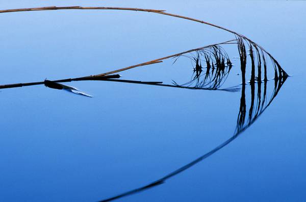 Schilfrohr Spiegelung im blauem Wasser von Robert Kalb