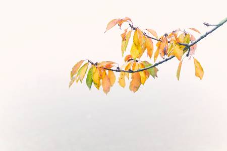 Bunte Herbstblätter auf einem Zweig im Nebel 2022