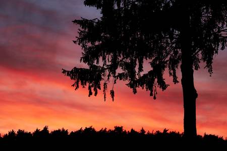 Eine Baum Silhouette mit leuchtend rotem Abendhimmel 2020