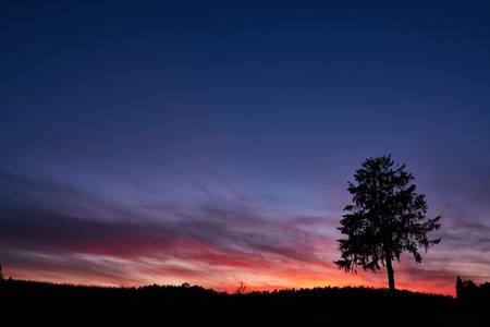 Eine Baumsilhouette vor dem leuchtenden Himmel. 2021