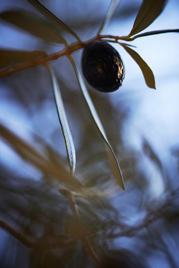 Eine dunkle Olive am Baum hängend 2014