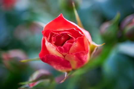 Einzelne rote Rose am Rosenstrauch 2023