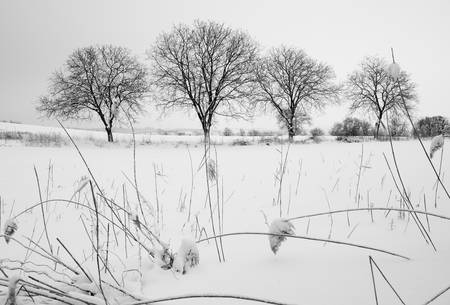 Kahle Baumreihe in Winterlandschaft 2013
