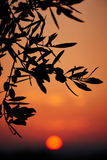 Olivenbaum-Silhouette im Sonnenuntergang 2016