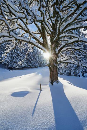 Romantische Winterlandschaft am Bödele 2015