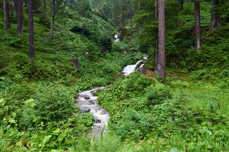 Romantischer kleiner Wildbach im Wald 2017