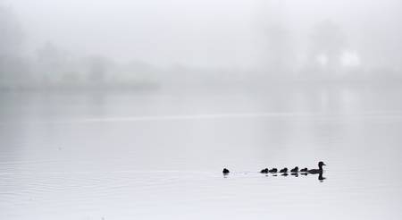 Schwimmende Entenfamilie im Almsee bei Nebel 2016