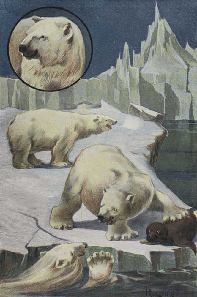 Eisbären in der Arktis von Robert Lillie