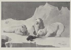 Eisbären zu Hause beim Weihnachtsessen 1900