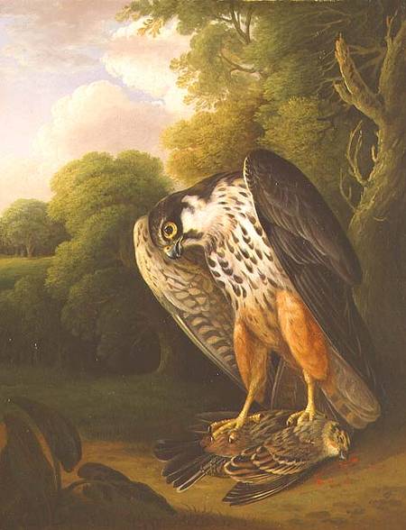 A Hobby Hawk and Prey shot at Buxton von Robert Wilkinson Padley