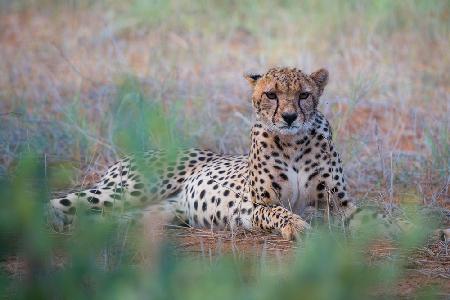 Gepard -Tsavo Ost