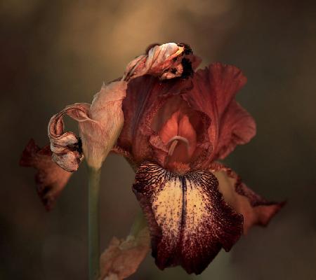 Eine Iris im Frühling