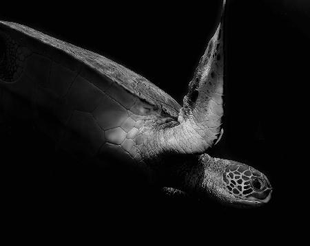 Porträt einer Meeresschildkröte in Schwarz-Weiß (II)