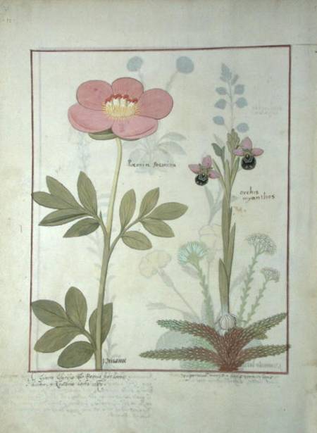 Ms Fr. Fol VI #1 Paeonia or Peony, and Orchis myanthos von Robinet Testard