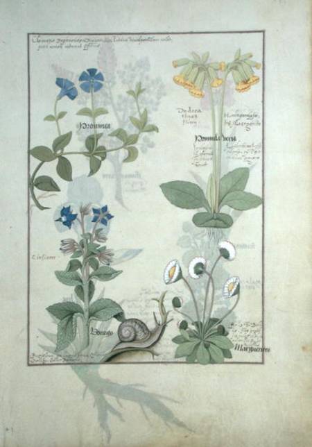Ms Fr. Fv VI #1 fol.114 Top row: Blue Clematis or Crowfoot and Primula. Bottom row: Borage or Forget von Robinet Testard