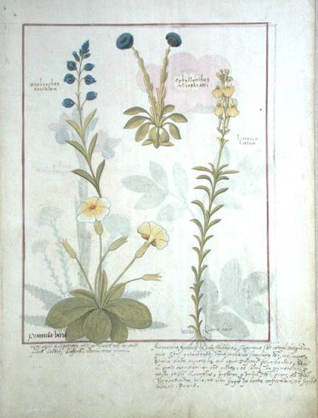 Ms Fr. Fv VI #1 fol.117 Top row: Onobrychis or Sainfoin, and Aphyllanthes. Bottom row: Linaria Lutea von Robinet Testard