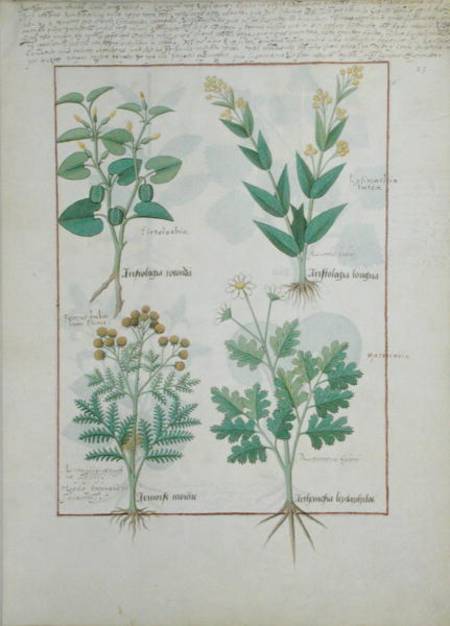 Ms Fr. Fv VI #1 fol.124r Top row: Aristolochia Rotundi and Aristolochia Longua. Bottom row: Armoise von Robinet Testard