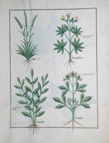 Ms Fr. Fv VI #1 fol. 126r Top row: Lolni and Geranium. Bottom row: Daphnoides and Parsley, illustrat von Robinet Testard