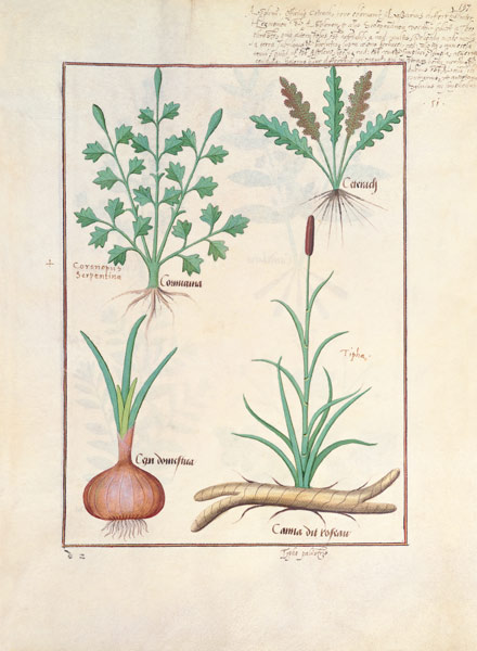 Illustration from 'ThedBook of Simple Medicines' by Mattheaus Platearius (d.c.1161) von Robinet Testard
