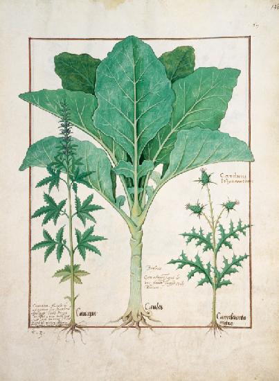 Ms Fr. Fv VI #1 fol.145r Cannabis, Brassica and Thistle c.1470